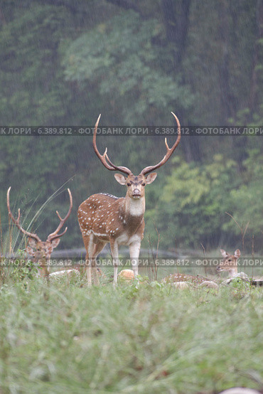 Chital deer in rain. Стоковое фото, агентство Ingram Publishing / Фотобанк Лори