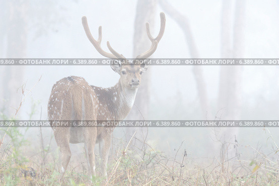 Chital stag in velvet in misty conditions. Стоковое фото, агентство Ingram Publishing / Фотобанк Лори