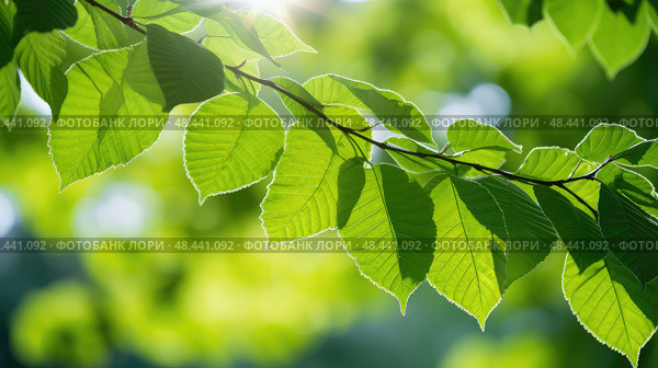 chlorophyll tree leaves ai generated. Стоковое AI-изображение, AI-художник Vectorwin / Фотобанк Лори