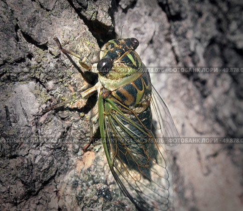 Cicada or Cicala bug climbing a tree trunk after a long hibernation underground as a symbol of nature and entomology education for information on large bugs. Стоковое фото, агентство Ingram Publishing / Фотобанк Лори