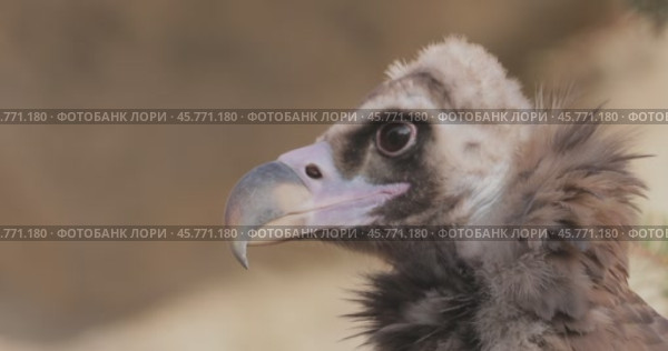 Cinereous vulture (Aegypius monachus) is a large raptorial bird that is distributed through much of temperate Eurasia. It is also known as the black vulture, monk or Eurasian black vulture. Стоковое видео, видеограф Андрей Армягов / Фотобанк Лори