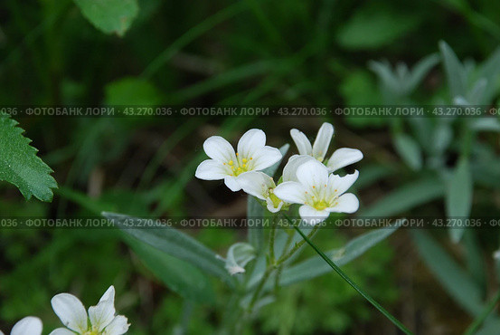 Claytonia small white flowers in a flower bed. Стоковое фото, фотограф Andrew_Swarga / Фотобанк Лори