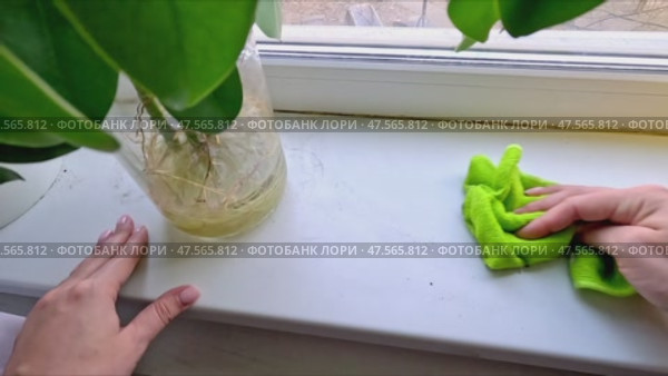 Cleaning indoor window sill with green cloth: hands wiping by plant vase in bright room. Стоковое видео, видеограф Zakharova Natasha / Фотобанк Лори