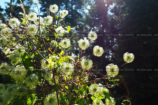 Clematis, travellers joy, virgins bower, old mans beard, leather flower, vase vine. A Polish variety. Stamens are composed of yellow anthers set on lime-coloured filaments and pistils are light-yellow. Стоковое фото, фотограф Юлия Петровская / Фотобанк Лори