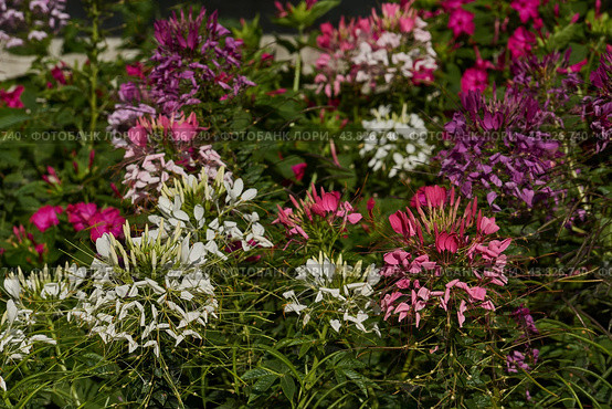Cleome blooms in the garden. Cleome (lat. Cleome) is a genus of annual or biennial plants of the Cleomaceae family. Стоковое фото, фотограф Андрей Жигальцов / Фотобанк Лори