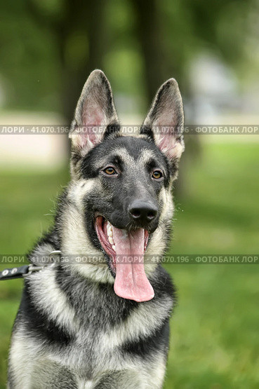 Close Up Alsatian Wolf Dog Or German Shepherd Dog On Green Grass Background. Deutscher Dog. Стоковое фото, фотограф Анна Кривицкая / Фотобанк Лори