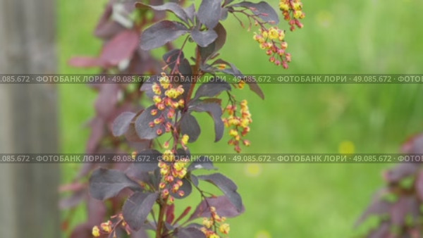 Close-up blooming barberry branch. Yellow flowers purple leaves. Perfect nature background for cinematic intros, beauty brands. Digital decor for hotels. Slow luxury atmosphere. Lively aesthetic. 4K. Стоковое видео, видеограф Марина Демидюк / Фотобанк Лори