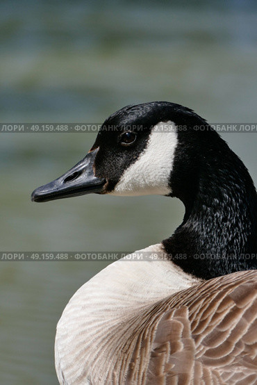Close up head profile of Canada Goose beside the Kennett and Avon Canal. Стоковое фото, агентство Ingram Publishing / Фотобанк Лори