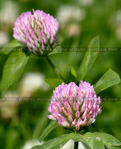 Close-up macro photo of red clover Trifolium rubens flowers against green background. Стоковое фото, фотограф Сергей Пристяжнюк (Serg Zastavkin) / Фотобанк Лори