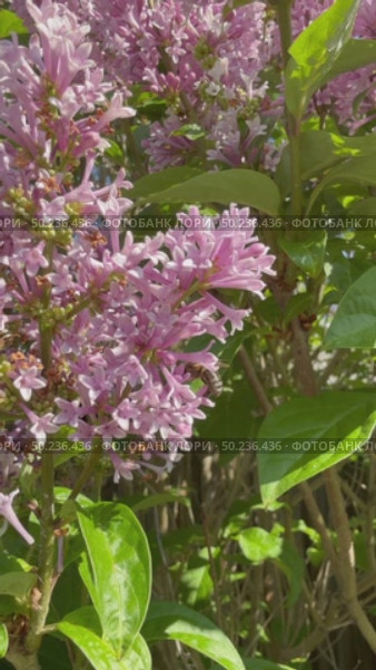 Close-up of a bee (Lat. Anthophila) collecting nectar from lilac flowers on a sunny summer day. Floral background. Beautiful summer landscape. Vertical video. Стоковое видео, видеограф Виктория Катьянова / Фотобанк Лори