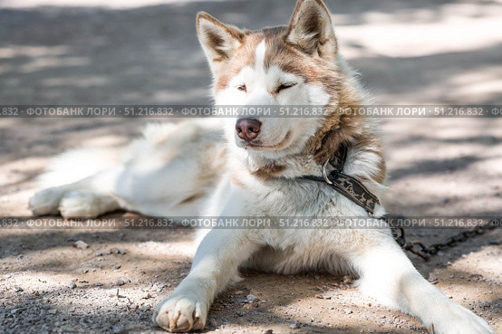 Close-up of a husky dog's head with a blurred background. The dog's fur is gray-brown. The dog is looking directly at the camera. Стоковое фото, фотограф Photojuli / Фотобанк Лори