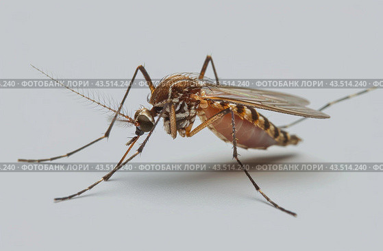 Close-Up of a Mosquito on a White Background. Стоковое AI-изображение, AI-художник Юлия Гапеенко / Фотобанк Лори