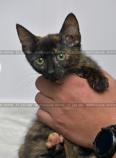 Close-up of a small tortoiseshell kitten with big expressive eyes being gently held by a human hand. The kitten looks directly at the camera, with a neutral white background emphasizing the subject. Ideal for themes such as pet care, veterinary services, adoption, and domestic animals. Стоковое фото, фотограф Анна Кривицкая / Фотобанк Лори