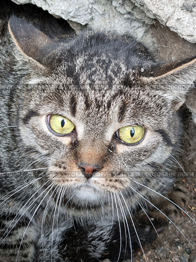 Close-up of a tabby gray cat with bright yellow-green eyes. The animal sits in a shelter among rocks and earth, creating the impression of a wild and alert state. The cat's gaze is piercing, with an expression of anxiety or mistrust, which emphasizes its vulnerability and at the same time strength. Long white whiskers and a characteristic fur pattern with dark stripes are visible. The detailed texture of the fur and rocky background adds realism and emotion to the photo. The photo conveys the atmosphere of the life of street or homeless animals. Стоковое фото, фотограф Анна Кривицкая / Фотобанк Лори
