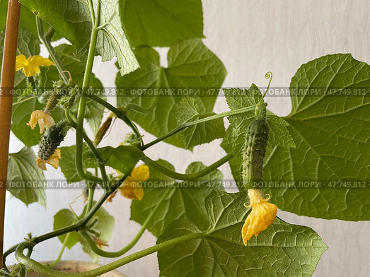 Close-up of a young cucumber ovary with yellow flower still attached, early stage of vegetable growth. Крупный план молодой завязи огурца с еще не распустившимся желтым цветком, ранняя стадия роста овоща. Стоковое AI-изображение, AI-художник Katsiaryna Repich / Фотобанк Лори