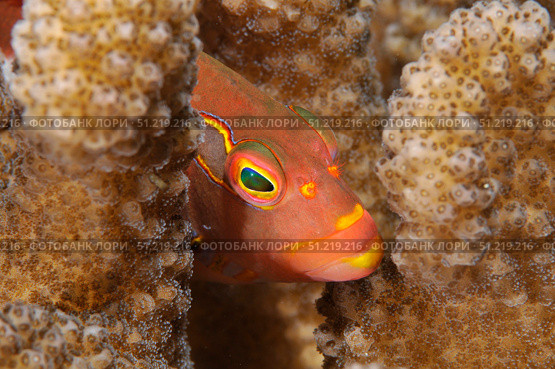 Close-up of an arc-eye Hawkfish, Oahu, Hawaii. VW Pics/Stocktrek Images/TASS. Стоковое фото, агентство ТАСС / Фотобанк Лори