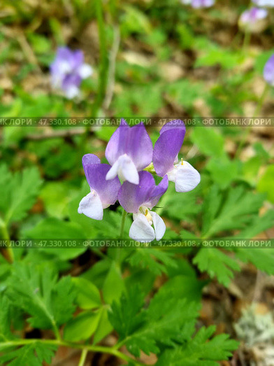 Close-up of an elegant inflorescence of violet-pink flowers, presumably of the forest species of pea (lat. Lathyrus), or wild pea. The flowers are arranged in tiers and smoothly transition from a rich violet to a delicate pinkish-white shade. The stem is thin, the leaves are light green, with a characteristic trifoliate shape. The background is natural, with spots of dry leaves and greenery. The photo conveys natural harmony and tranquility. Стоковое фото, фотограф Анна Кривицкая / Фотобанк Лори