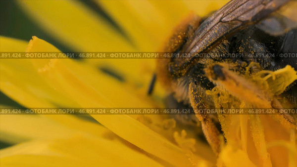 Close up of an insect wasps on a yellow summer flower, concept of beautiful nature. Стоковое фото, фотограф David Kashakhi / Фотобанк Лори