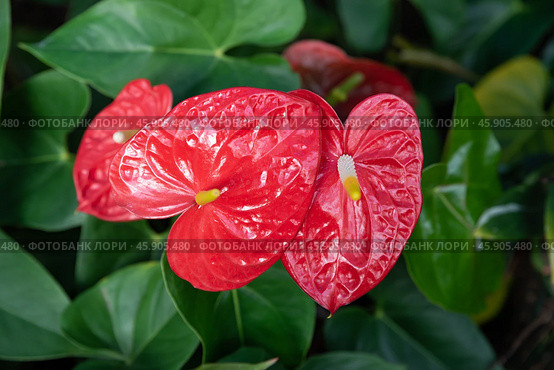 Close-up of Anthurium andraeanum flowers in vivid red and white colors, likely varieties Red Obake (red) Стоковое фото, фотограф Татьяна Терехина / Фотобанк Лори