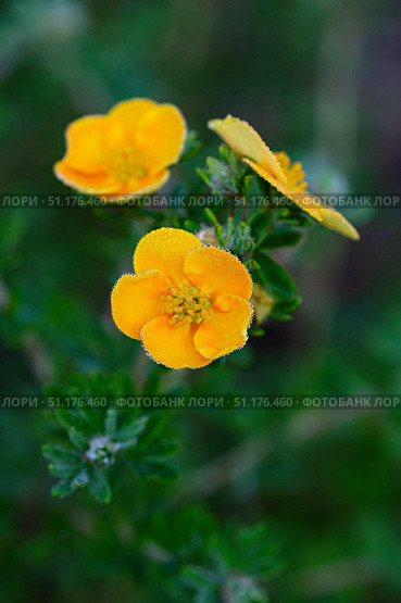 Close up of blooming dasiphora fruticosa. Стоковое фото, фотограф Elena Grishina / Фотобанк Лори