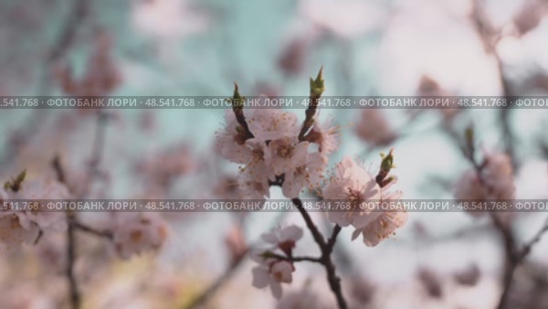 Close-up of delicate pink blossoms emerging on tree branches, signaling arrival of spring. Soft sunlight filters through, highlighting freshness and renewal of nature. Стоковое видео, видеограф Енваев Андрей / Фотобанк Лори