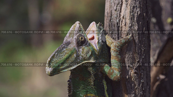 Close-up of disgruntled elderly chameleon walking up a tree trunk with opening its mouth. Veiled chameleon, Yemen chameleon or Cone-head chameleon (Chamaeleo calyptratus) Стоковое фото, фотограф Некрасов Андрей / Фотобанк Лори