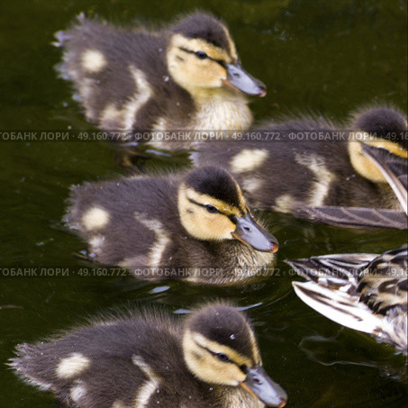 Close-up of ducklings swimming in the lake, Lake of The Woods, Ontario, Canada. Стоковое фото, агентство Ingram Publishing / Фотобанк Лори