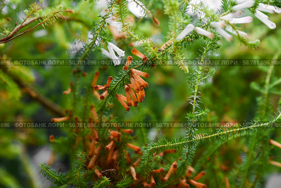 Close-up of Erica mammosa plant with tubular orange and white flowers among spiky green foliage. Autumn tones enhance this vibrant botanical scene. Стоковое фото, фотограф Татьяна Терехина / Фотобанк Лори