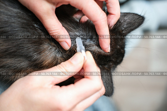 Close-up of hands applying spot-on flea and tick medication to nape of a dark-furred cat's neck, emphasizing precise pet healthcare. Стоковое фото, фотограф Елена Никишина / Фотобанк Лори