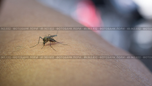Close-up of mosquito sucking blood from human arm. Стоковое фото, агентство Ingram Publishing / Фотобанк Лори