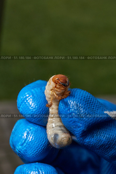 Close-up of the larva of the May beetle (lat. Melolontha). A white, thick larva of a May beetle was found in the ground during work on a garden plot. Detailed image of an insect in the larval stage. Стоковое фото, фотограф Андрей Жигальцов / Фотобанк Лори