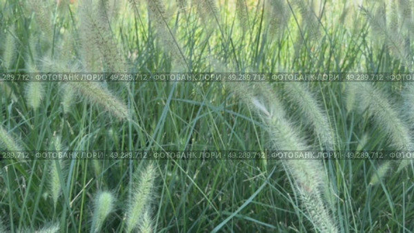 Close up of the ornamental grass Pennisetum alopecuroides Red Head in the garden. Стоковое видео, видеограф Ирина Старикова / Фотобанк Лори