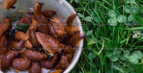 Close-up of the Spanish slug Arion lusitanicus in a bucket. Big slimy brown snails crawling around the garden. The invasion damages the leaves and crops. Collection of invasive species. Стоковое фото, фотограф Photojuli / Фотобанк Лори