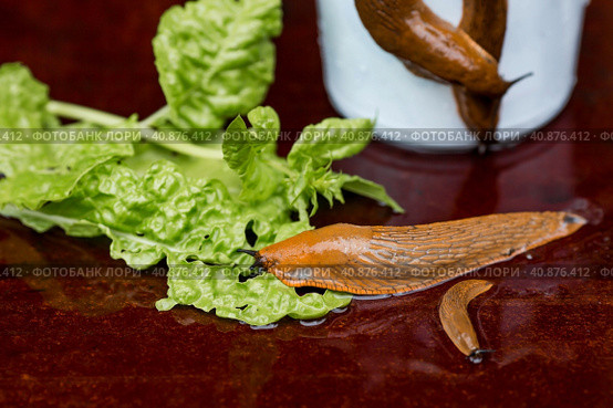 Close-up of the Spanish slug Arion lusitanicus in a bucket. Big slimy brown snails crawling around the garden. The invasion damages the leaves and crops. Collection of invasive species. Стоковое фото, фотограф Photojuli / Фотобанк Лори