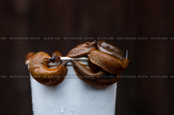 Close-up of the Spanish slug Arion lusitanicus in a bucket. Big slimy brown snails crawling around the garden. The invasion damages the leaves and crops. Collection of invasive species. Стоковое фото, фотограф Photojuli / Фотобанк Лори