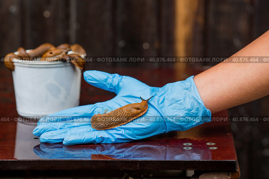 Close-up of the Spanish slug Arion lusitanicus in the hand of a gardener. Large slimy brown snails crawl around the garden. The invasion damages the leaves and crops. Collection of invasive species. (2023 год). Стоковое фото, фотограф Photojuli / Фотобанк Лори