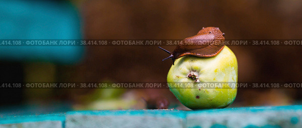 Close-up of the Spanish slug Arion lusitanicus on a green apple. Big slimy brown snails crawling around the garden. The invasion damages the leaves and crops. Collection of invasive species. Стоковое фото, фотограф Photojuli / Фотобанк Лори