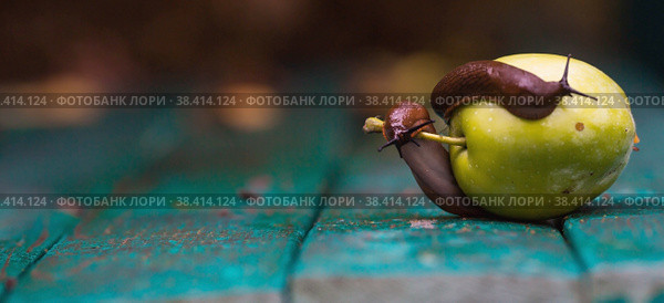 Close-up of the Spanish slug Arion lusitanicus on a green apple. Big slimy brown snails crawling around the garden. The invasion damages the leaves and crops. Collection of invasive species. Стоковое фото, фотограф Photojuli / Фотобанк Лори