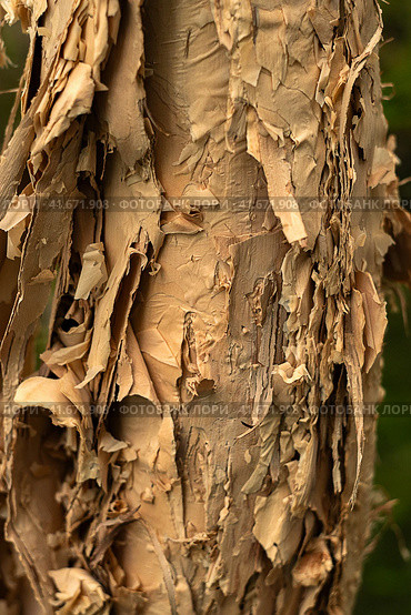 Close-up of the trunk of a tea tree. Melaleuca . Paperbark. Стоковое фото, фотограф Филатова Ирина / Фотобанк Лори