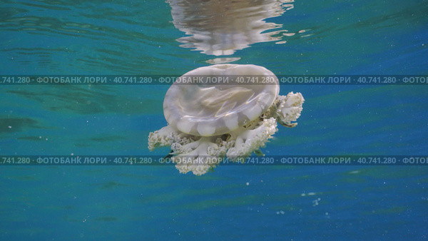 Close-up of Upside Down Jellyfish (Cassiopea andromeda) swims under surface of water reflected in it on bright sunny day in sunrays, Red sea, Egypt. Стоковое фото, фотограф Некрасов Андрей / Фотобанк Лори