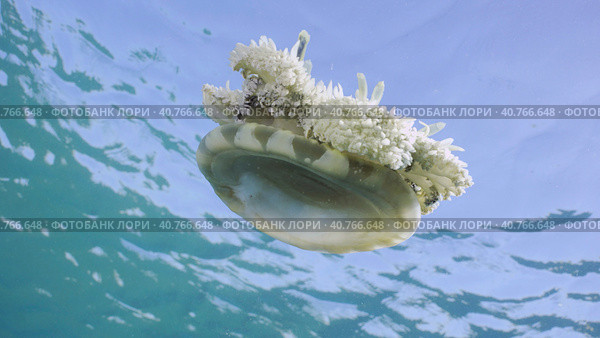 Close-up of Upside Down Jellyfish (Cassiopea andromeda) swimming dowm under surface of water reflected in it on bright sunny day on blue sky background, bottom view, Red sea, Egypt. Стоковое фото, фотограф Некрасов Андрей / Фотобанк Лори