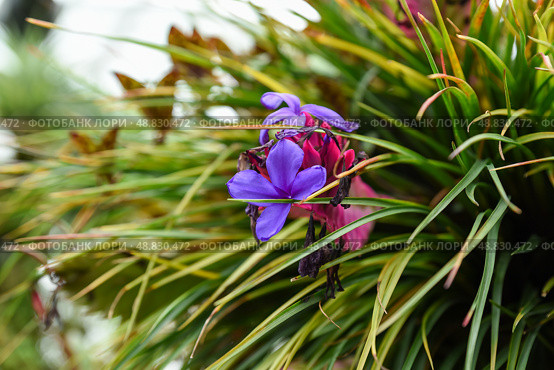 Close-up of Wallisia cyanea, a bromeliad with striking blue violet flowers and pink bracts, from the Bromeliaceae family, grown as tropical ornamental. Стоковое фото, фотограф Татьяна Терехина / Фотобанк Лори