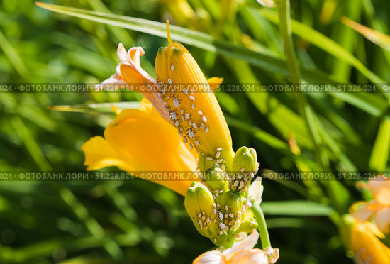 Close up of yellow daylily flower buds infested with white aphids in a summer garden, showing plant pest damage and macro details of the insects. Стоковое фото, фотограф Татьяна Терехина / Фотобанк Лори
