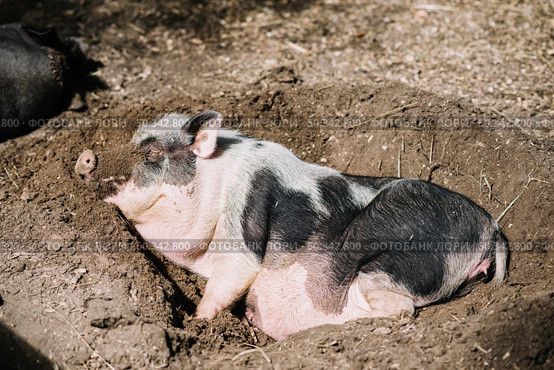 close up pig sleeping soil. Стоковое фото, агентство Ingram Publishing / Фотобанк Лори