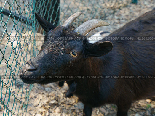 Close up portrait of pretty goat. Concepts of beauty domestic animals. Expressive, original look of goat. Natural lights. Symbol of the 2027 year in the Chinese calendar cyclical. Стоковое фото, фотограф YuryKara / Фотобанк Лори
