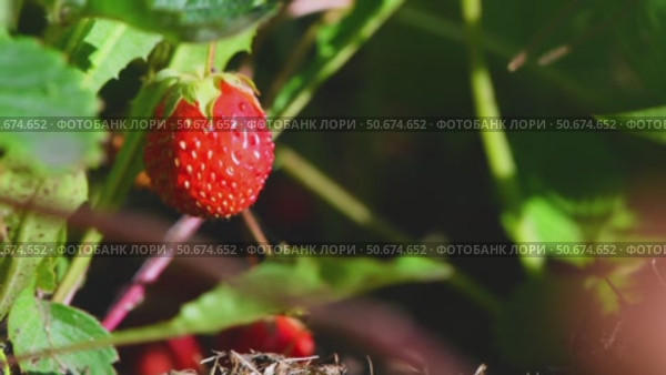 Close-up view of a single, ripe red strawberry hanging from its lush green plant in a garden, perfectly poised for picking and savoring its delicious flavor. Стоковое видео, видеограф Ольга Ильина / Фотобанк Лори