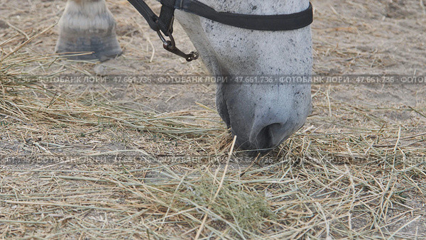 Close up view of a white horse with a black halter, munching on hay from the ground in a serene farm setting. Стоковое фото, фотограф Mikhail Davidovich / Фотобанк Лори