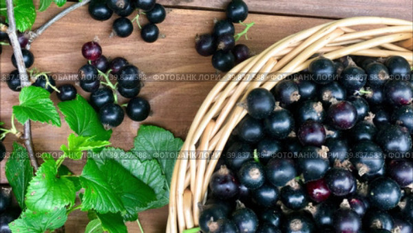 Close-up view on black currant berries in a wicker basket on a wooden background. Garden harvest of organic vitamin berries. Top view, mock up, flat lay. Стоковое видео, видеограф Виктория Катьянова / Фотобанк Лори
