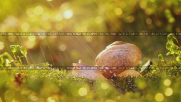 Close-up wildlife of a snail and ladybug in the sunset sunlight. Стоковое видео, видеограф Андрей Армягов / Фотобанк Лори