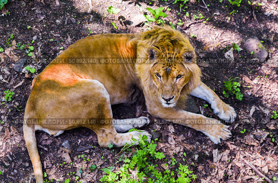 Close view of a male lion resting on forest floor, gazing to the side. His intense expression and rich mane are framed by light and fallen leaves. Стоковое фото, фотограф Татьяна Терехина / Фотобанк Лори